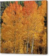 Colorado Fall Colors Canvas Print