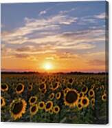Colorado Sunflower Field At Sunset Canvas Print