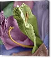 Colored Lily 3 Canvas Print