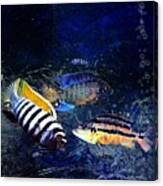 Colorful African Cichlids Canvas Print