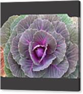 Colorful Cabbage Clear Canvas Print