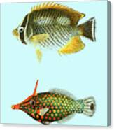 Colorful Fish Species Canvas Print