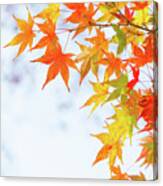 Colorful Maple Leaves On Branch, Square Crop Canvas Print