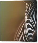 Colorful Zebra Canvas Print