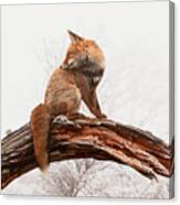 Coloring A Grey World - Red Fox On A Winter Day With Hoar Frost Canvas Print