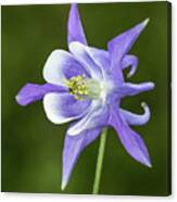 Columbine #1 Canvas Print