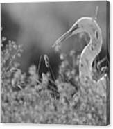 Common Egret Canvas Print