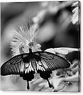 Common Mormon Butterfly In Black And White Canvas Print