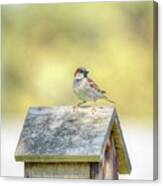 Common Sparrow Canvas Print