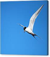 Common Tern - Sterna Hirundo Canvas Print