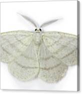 Common White Wave Moth Canvas Print