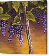 Concord Grapes Canvas Print