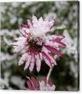 Coneflower In The Snow Canvas Print