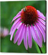 Coneflower Canvas Print