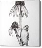 Coneflower With Bird Canvas Print