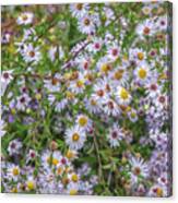 Confetti Colored Daisy Canvas Print