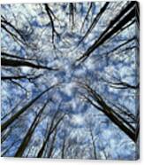 Convergence Of The Elders - 2 Of 3 - Straight Up View In Forest With Altocumulus Clouds Canvas Print