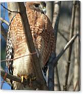 Red-shouldered Hawk On The Lookout Canvas Print