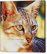 Copper Kitty Canvas Print