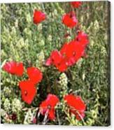 Coquelicots Canvas Print