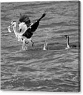 Cormorant Chasing A Heron With A Fish Black And White Canvas Print