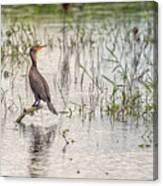 Cormorant In Afternoon Sun Canvas Print