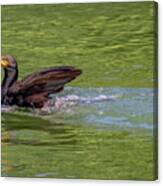 Cormorant Strikes A Pose Canvas Print