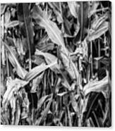 Corn Field Black And White Photography Canvas Print