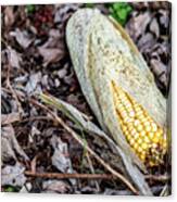Corn On The Grounds Canvas Print