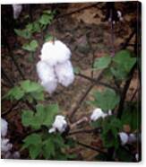 Cotton Boll Ready To Be Picked Canvas Print