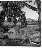 Cottonwood And Pond In New Mexico Desert In B W Canvas Print