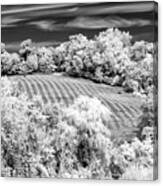 Country Field In Infrared Canvas Print