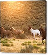 Cowboy Herding Wild Horses Canvas Print