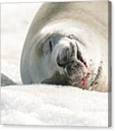 Crabeater Seal Frozen Drool Pile Macro Canvas Print