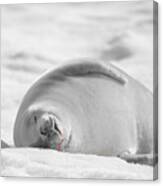 Crabeater Seal Frozen Drool Pile Bw-sc Canvas Print