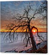 Cradled - Sunset Framed By Cottonwood Tree On Lower Yahara River Trail At Lake Waubesa Canvas Print
