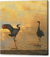 Crane Mating Dance #3 Canvas Print