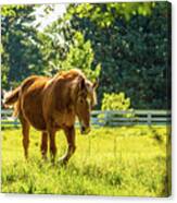 Cream Draft Horse In May Canvas Print