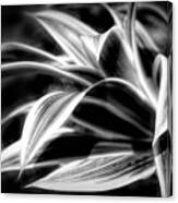 Creative Botanicals Black And White Canvas Print