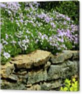 Creeping Phlox Canvas Print