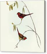 Crimson Finch, Estrelda Phaeton Canvas Print