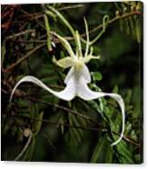 Crooked Ghost Orchid Canvas Print