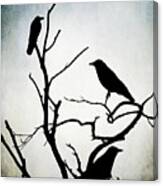 Crow Birds On Trees Bird 90 Canvas Print