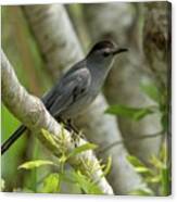 Curious Gray Catbird Canvas Print