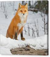 Curious Red Fox Peering Over Snow-covered Fallen Log Canvas Print