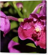 Curled Orchids Canvas Print