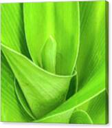 Curves Of The Crinum Lily Canvas Print