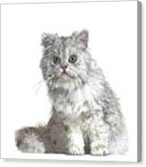 Cute And Cool, Grey British Longhair Cat Canvas Print
