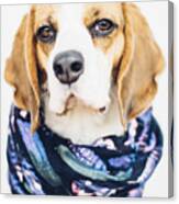 Cute Beagle Dog In Blue Scarf Looking At Camera Canvas Print