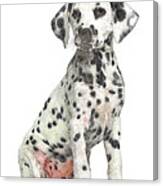 Cute But Savage, Young Dalmation Dog Canvas Print